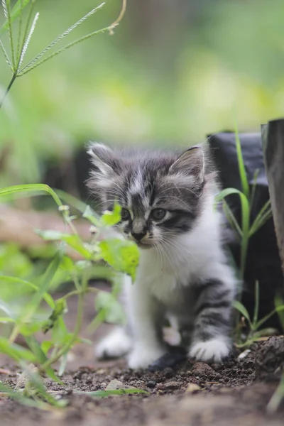 院子里可爱的小猫照片 — 图库照片