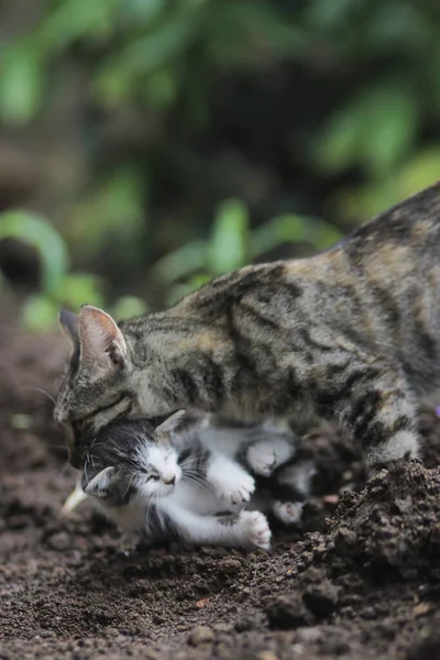 Anne kedi yeni doğmuş kedi yavrusunu bahçede taşıyor. Kedi yavrusu resimli anne kedi..