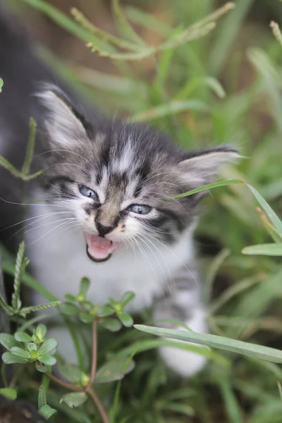 Söt Arg Kattunge Titta Kameran Gården Kattunge Stock Foto — Stockfoto