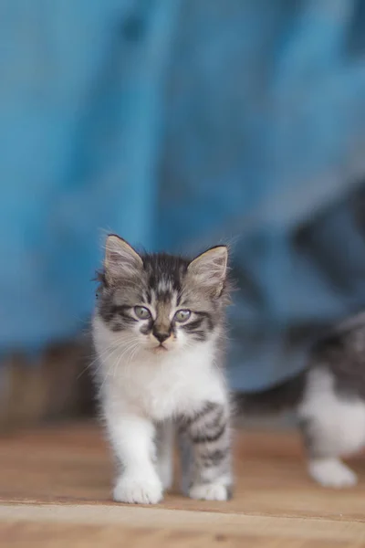 Gatinho Bonito Com Fundo Azul Desfocado Gatinho Fotos Stock — Fotografia de Stock