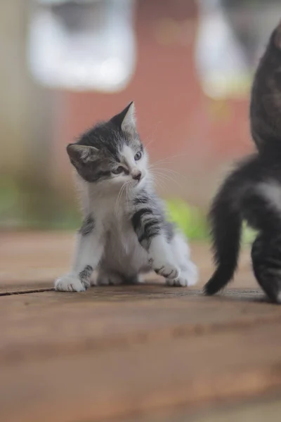Niedliches Kätzchen Spielt Mit Dem Schwanz Ihres Bruders Jungtier Archivbild — Stockfoto