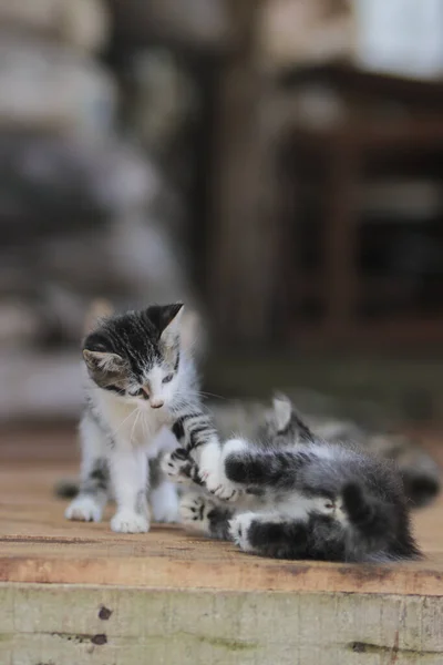 Cute Kitten Playing Her Brother Kitten Stock Photo — Stock Photo, Image