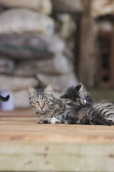 Roztomilá Koťátka Hrají Svým Sourozencem Před Jejich Matkou Kitten Stock — Stock fotografie