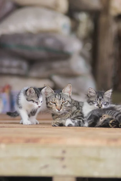 Roztomilá Koťátka Hrají Svým Sourozencem Před Jejich Matkou Kitten Stock — Stock fotografie