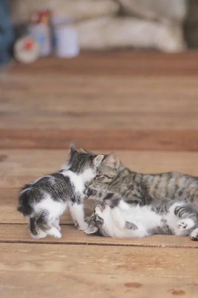 Sevimli Kediler Annelerinin Önünde Kardeşiyle Oynuyorlar Yavru Kedi Resmi — Stok fotoğraf