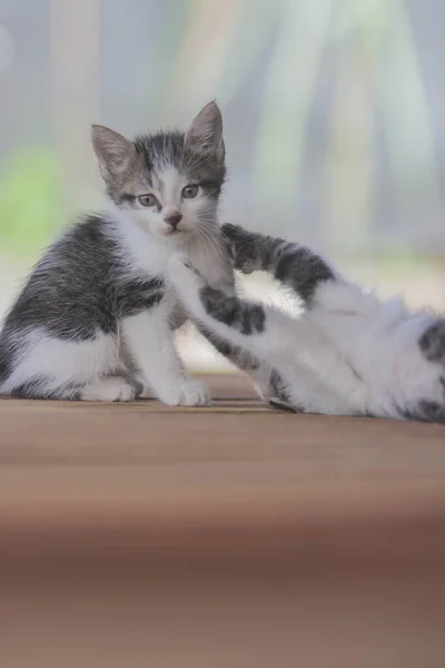 Roztomilá Koťátka Hrají Svým Sourozencem Kitten Stock Fotografie — Stock fotografie