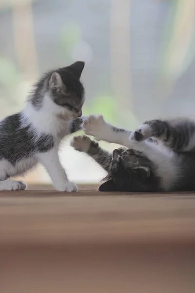 Gatinhos Bonitos Brincando Com Seu Irmão Gatinho Fotos Stock — Fotografia de Stock