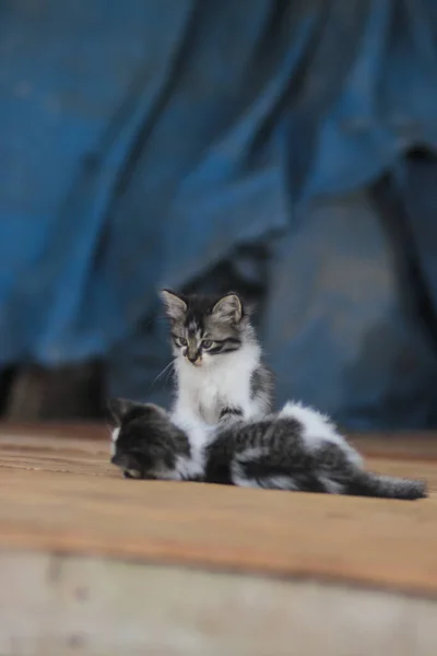 Roztomilá Koťátka Hrají Svým Sourozencem Kitten Stock Fotografie — Stock fotografie