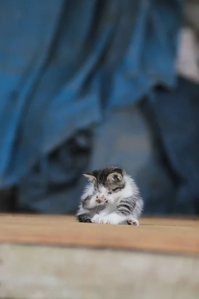 Mavi Bulanık Arka Planı Olan Sevimli Bir Kedi Yavrusu Yavru — Stok fotoğraf