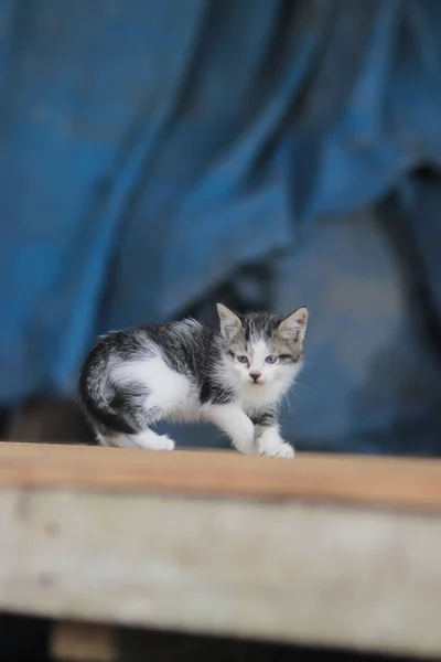 Roztomilé Kotě Modrým Rozmazaným Pozadím Kitten Stock Fotografie — Stock fotografie