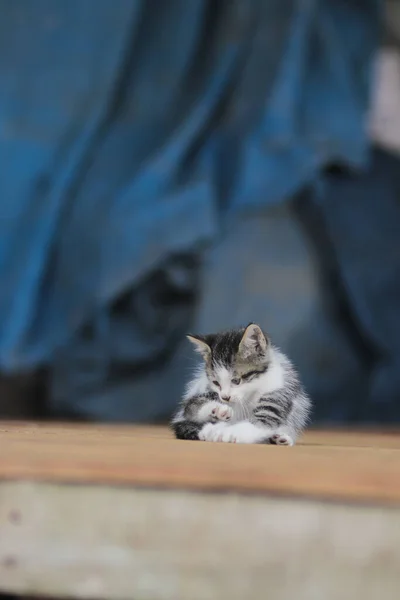 Mavi Bulanık Arka Planı Olan Sevimli Bir Kedi Yavrusu Yavru — Stok fotoğraf