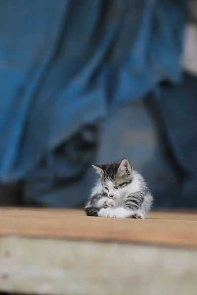 Roztomilé Kotě Modrým Rozmazaným Pozadím Kitten Stock Fotografie — Stock fotografie