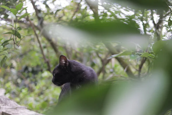 고양이 울타리에 기대고 있는게 이상하네 Black Cat Stock Photo — 스톡 사진