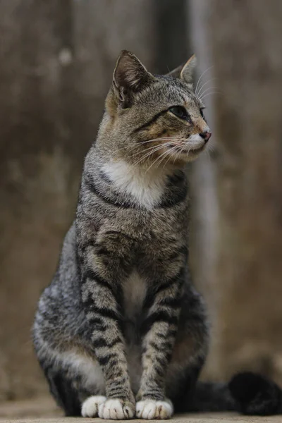 Snygg Katt Sitter Och Tittar Höger Stock Foto Katt — Stockfoto