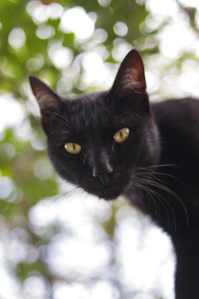 Chat Noir Marchant Sur Des Clôtures Photo Réserve — Photo