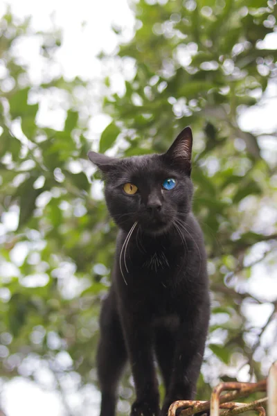고양이 울타리를 Black Cat Stock Photo — 스톡 사진