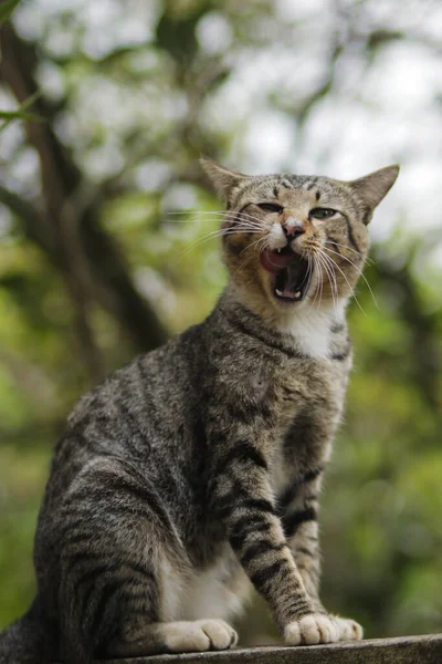 Cute Yawning Cat Sitting Wall Green Blurry Background Cat Stock — 图库照片