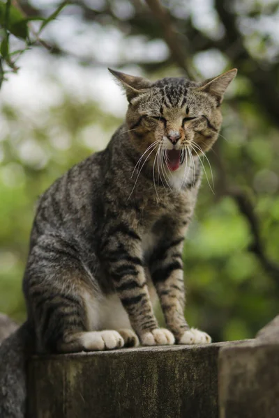 Tuhaf Bir Ifadeyle Duvarda Oturan Esneyen Komik Kedi Kedi Stoku — Stok fotoğraf