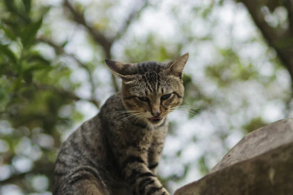 Katt Sitter Väggen Med Grön Och Suddig Bakgrund Katt Stock — Stockfoto