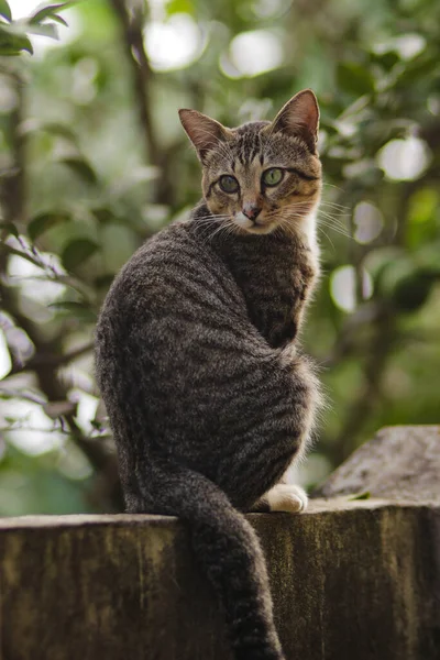 Gato Sentado Parede Olhando Para Trás Com Fundo Verde Embaçado — Fotografia de Stock