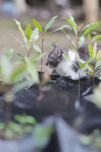 庭でかわいい子猫が遊んでいます 子猫のストックフォト — ストック写真