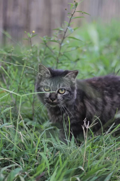 Vista Cerca Gato Lindo Mirar Cámara Hierba Con Fondo Borroso —  Fotos de Stock