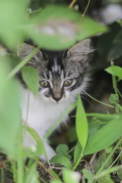 Şirin kedi yavrusunun yakından görüntüsü bulanık arkaplanlı çimenlerin içindeki kameraya bak.