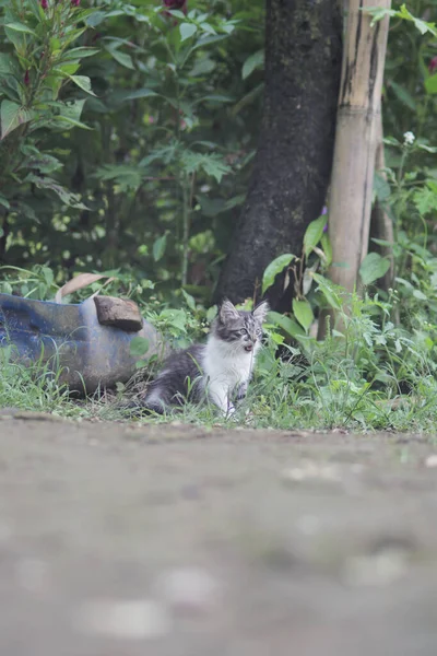 Vista Cerca Gatito Lindo Mirar Cámara Hierba Con Fondo Borroso — Foto de Stock