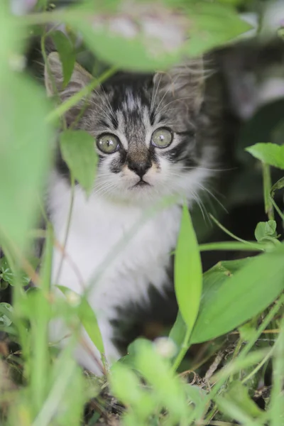 Närbild Söt Kattunge Titta Kameran Gräset Med Suddig Bakgrund — Stockfoto