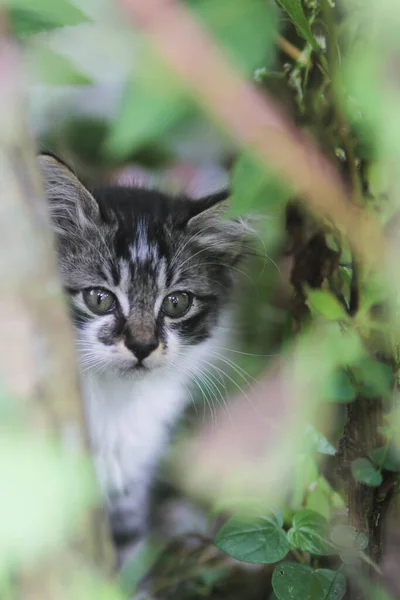 귀여운 고양이의 사진은 배경을 풀밭의 카메라를 보인다 — 스톡 사진