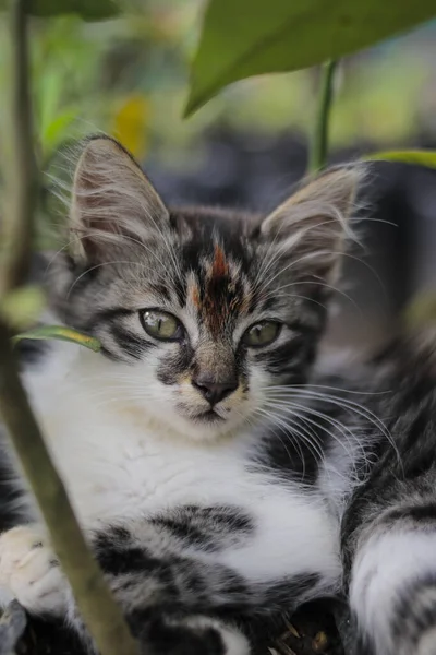 这只可爱的小猫的近视镜头正对着草地上的摄像头 背景模糊不清 猫科动物照片 — 图库照片