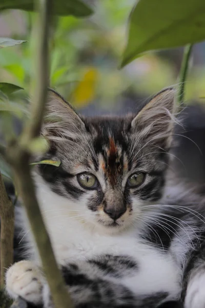 Şirin kedi yavrusunun yakından görüntüsü bulanık arka planlı çimlerdeki kameraya bak. Yavru kedi resmi.