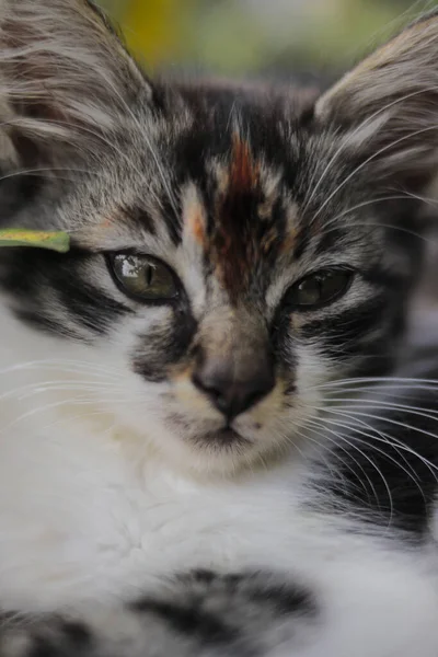 Närbild Söt Kattunge Titta Kameran Gräset Med Suddig Bakgrund Kattunge — Stockfoto