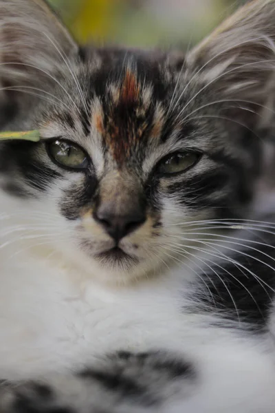 背景がぼやけている草の中のカメラにかわいい子猫の姿を間近で見ることができます 子猫のストックフォト — ストック写真