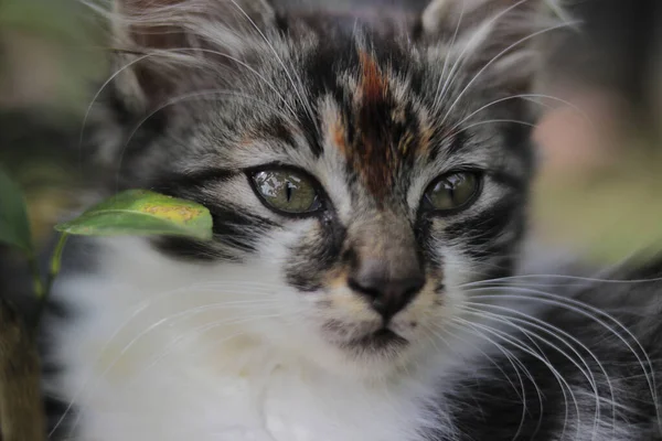귀여운 고양이의 사진은 배경을 풀밭의 카메라를 들여다보고 — 스톡 사진