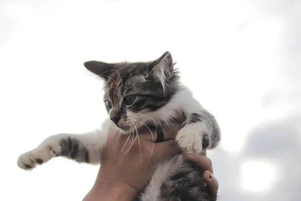 白い空に可愛い子猫を持つアジア系の女の子 子猫のストックフォト — ストック写真