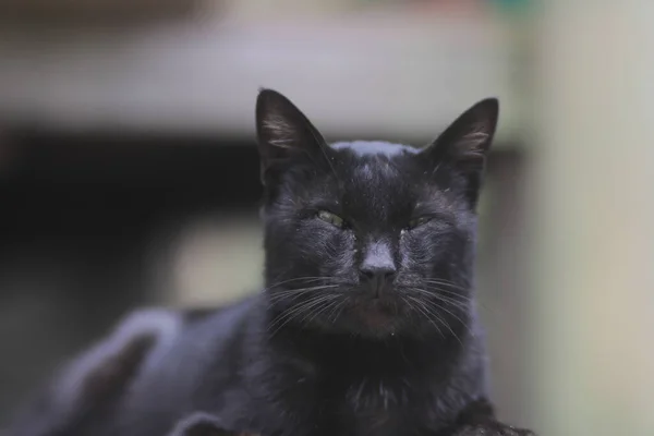 Černá Kočka Leží Zemi Dvoře Černá Kočka Stock Fotografie — Stock fotografie