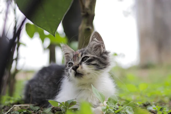 Schattig Poesje Aan Het Spelen Tuin Kitten Stock Foto — Stockfoto