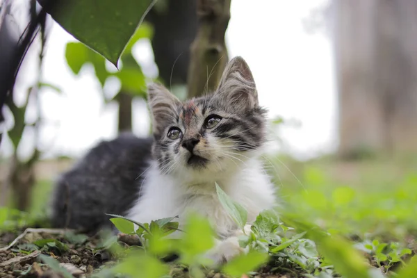 Cute Kitten Playing Yard Kitten Stock Photo — 图库照片