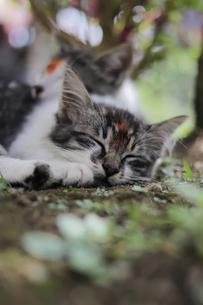 Cute Kitten Sleeping Yard Kitten Stock Photo — Stock Photo, Image