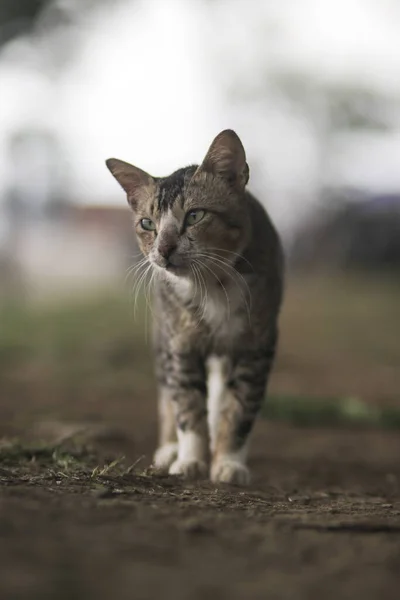 Roztomilý Kočka Procházky Dvoře Rozmazaným Pozadím — Stock fotografie