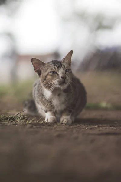 Söt Katt Liggande Marken Med Suddig Bakgrund — Stockfoto