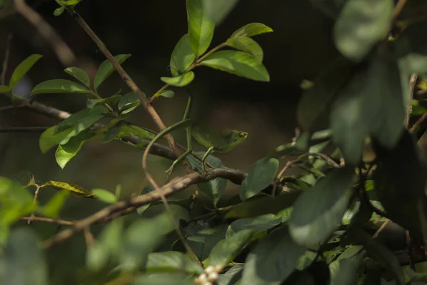 花园蜥蜴爬在树枝上 金丝雀 俗称花冠林蜥蜴或花园蜥蜴 特写变色龙细节 — 图库照片