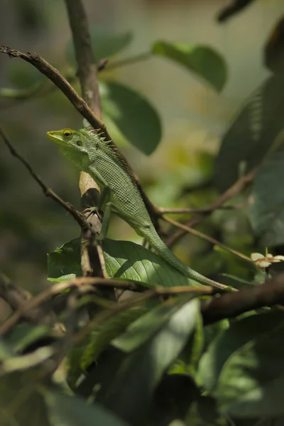 Relajante Lagarto Jardín Tomando Sol Las Ramas Los Árboles Bronchocela —  Fotos de Stock