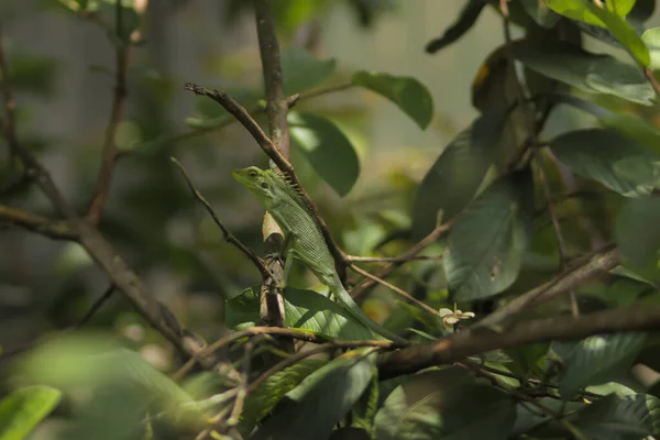 木の枝でリラックスした庭トカゲ日光浴 ブロンチェラ ジュバータ 英語版 一般に有人の森林トカゲや庭園トカゲとして知られている カメレオンの詳細を閉じる — ストック写真