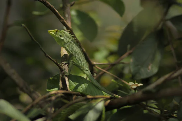 정원의 도마뱀 나뭇가지에 일광욕을 있습니다 코셀라 Bronchocela Jubata 일반적으로 도마뱀 — 스톡 사진