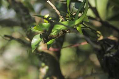 Dallardaki güzel yeşil kertenkele. Bronchocela jubata, genelde yaban mersinli orman kertenkelesi ya da bahçe kertenkelesi olarak bilinir. Bukalemun detaylarını kapat.