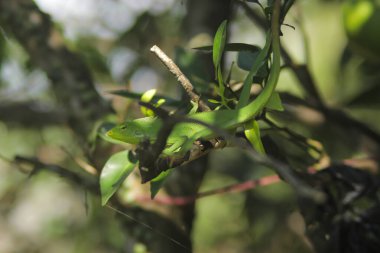 Dallardaki güzel yeşil kertenkele. Bronchocela jubata, genelde yaban mersinli orman kertenkelesi ya da bahçe kertenkelesi olarak bilinir. Bukalemun detaylarını kapat.