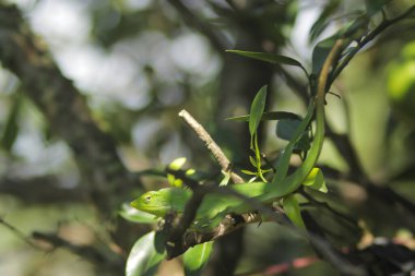 Dallardaki güzel yeşil kertenkele. Bronchocela jubata, genelde yaban mersinli orman kertenkelesi ya da bahçe kertenkelesi olarak bilinir. Bukalemun detaylarını kapat.