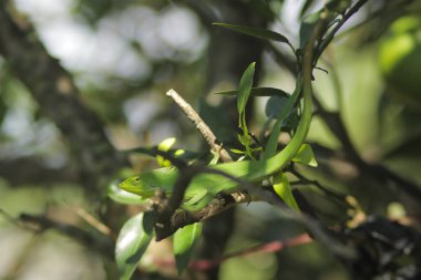 Dallardaki güzel yeşil kertenkele. Bronchocela jubata, genelde yaban mersinli orman kertenkelesi ya da bahçe kertenkelesi olarak bilinir. Bukalemun detaylarını kapat.